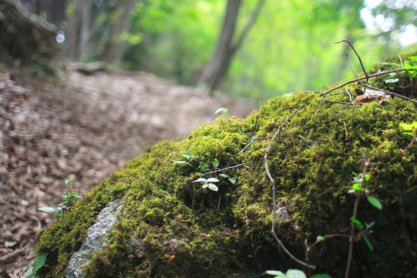 Cannabinoid synthetics and medicinal use picture of moss 