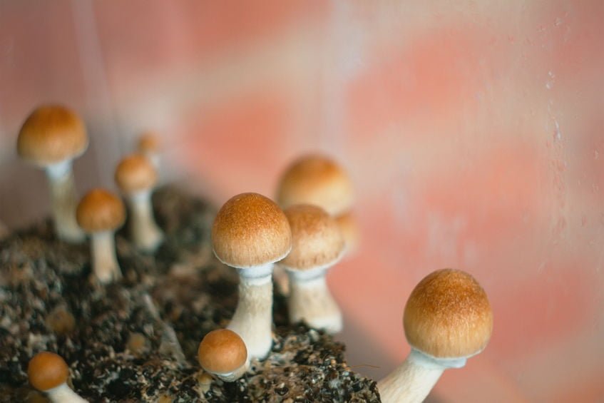 Legality of psilocybin mushrooms throughout the world